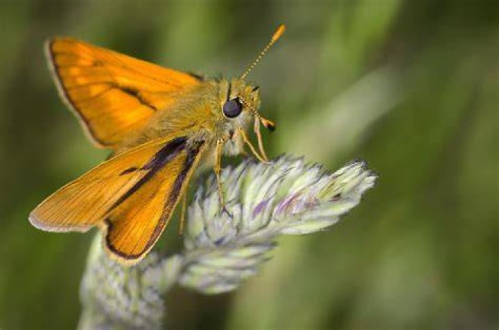 turning-point-elix skipper